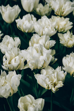 Close up of blooming flowerbeds of blossoming white parrot tulips during spring. Public flower garden, Netherlands.