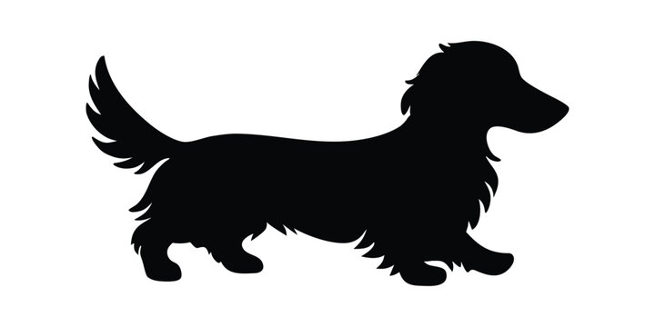 Long haired dachshund dog silhouette vector