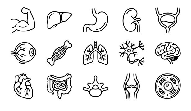 Medical human anatomy and organ thin line icon set with liver kidney lung muscle neuron and bone vector