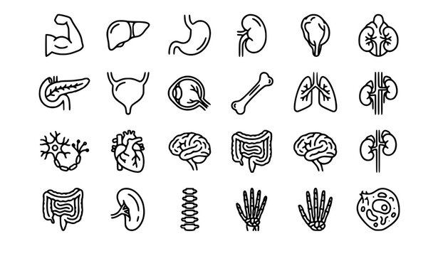 Human anatomy organ line icon set with muscle liver stomach kidney lung neuron and bone vector