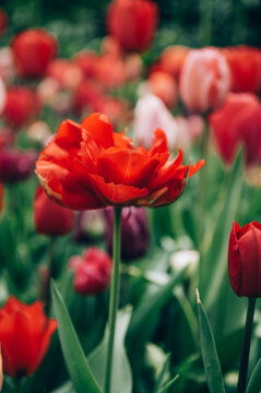 Colorful mix tulips in spring bloom. Field of multicolored tulips in full bloom, bright spring atmosphere. Vibrant floral background