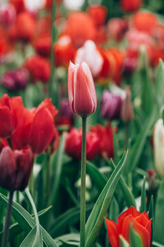Colorful mix tulips in spring bloom. Field of multicolored tulips in full bloom, bright spring atmosphere. Vibrant floral background