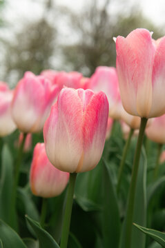 Close up of blooming flowerbeds of blossoming pink and white tulips during spring. Public flower garden, Netherlands.