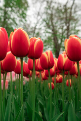 Close up of blooming flowerbeds of blossoming red tulips during spring. Public flower garden, Netherlands. © manuta