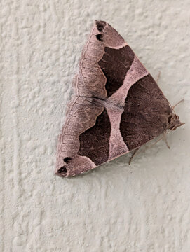 Brown noctuid moth resting on a light painted wooden surface with natural camouflage and geometric wing pattern.