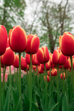 Close up of blooming flowerbeds of blossoming red tulips during spring. Public flower garden, Netherlands.