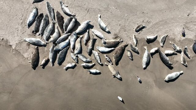 Aerial view of adult and juvenile harbor seals hauled out together on a sandy beach, basking in warm summer sunshine beside the gentle ocean surf.