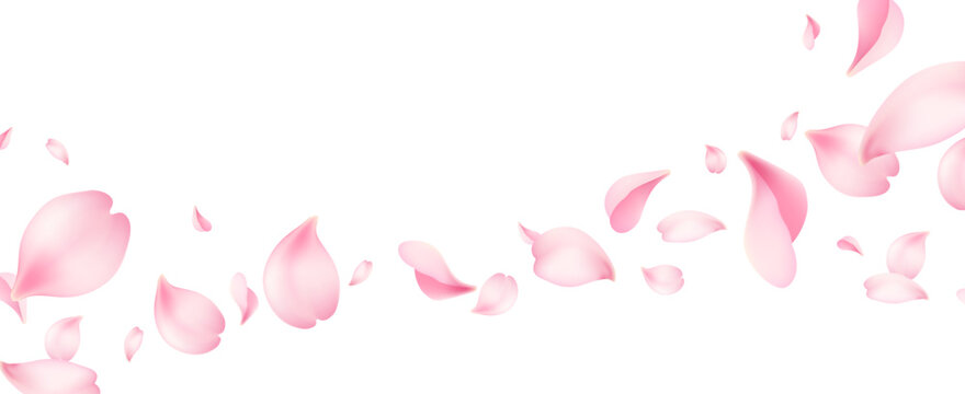 Pink sakura flower petals fly background with Japanese cherry blossom falling. Spring sakura tree flying petals of lotus or realistic rose leaves on white air background of cherry blossom fluttering