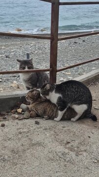 Stray cats mating on a coastal path near the ocean while another feline watches. Static vertical shot.