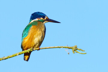 Zimorodek (Alcedo atthis) na cienkiej gałązce na tle błękitnego nieba. Szlachetny ptak wodny, symbol czystych rzek i chronionej przyrody. © Henryk Niestrój