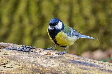 Bogatka zwyczajna (Parus major) pożywiająca się nasionami słonecznika na pniu. Dokarmianie ptaków i troska o środowisko naturalne. © Henryk Niestrój