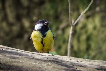 Bogatka zwyczajna (Parus major) siedząca na drewnianym pniu. Kolorowy ptak śpiewający w naturalnym środowisku. Idealne do publikacji ekologicznych, edukacyjnych i przyrodniczych. © Henryk Niestrój