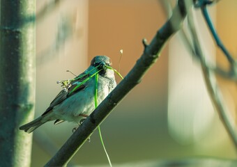 Wróbel zwyczajny (Passer domesticus) siedzący na gałęzi z źdźbłem trawy w dziobie. Budowa gniazda, wiosna w mieście i ochrona miejskiej ptasiej fauny. © Henryk Niestrój