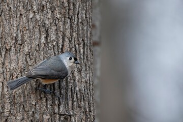 A Tufted Titmouse (Baeolophus bicolor) perched on a tree. © Vine.Photographic