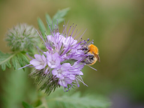 Bee sucking pollen and nectar