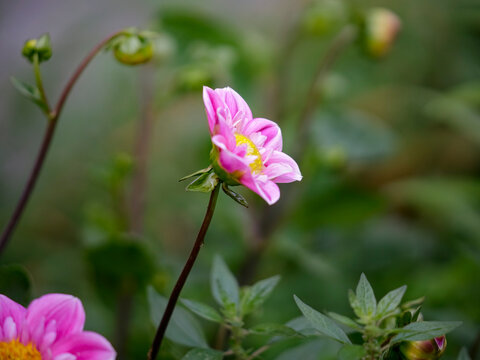Beautiful pink dahlia