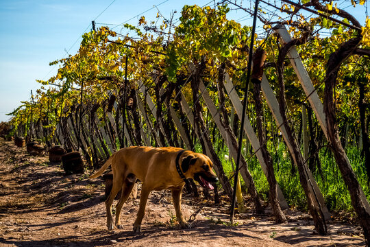 Vineyards and wineries in Mendoza Argentina. Wine production