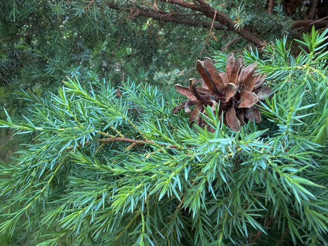 Close-up of a prickly green juniper branch with an open brown pine cone on a natural background.