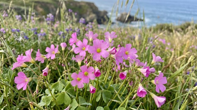 Detailed Close Up Shot of Delicate Pink Sorrel Blossoms Growing Wildly in Coastal Meadow flower flowers pink pink sorrel oxalis blossom bloom blooming close up macro nature wild wildflower meadow
