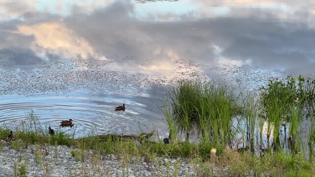 A flock of ducks swims among the reeds on the river on a warm summer evening. Clouds are reflected in the water