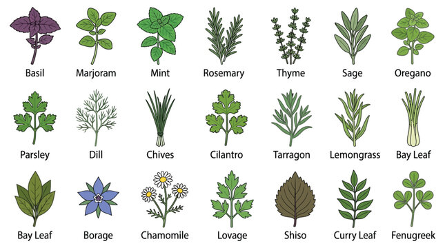 Collection of herb plants with leaves and stems vector illustration