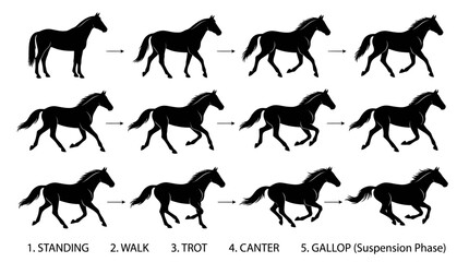 Obraz premium Silhouettes of Running Horses in Motion. Dynamic Equine Movement Illustration.