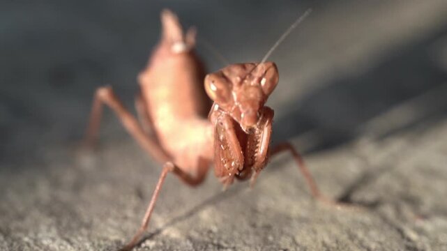 Insect mantis - Mantis religiose large hemimetabolous insect macro footage