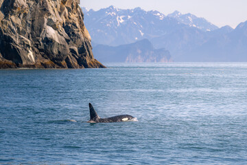 Orca in Alaska © Gregory