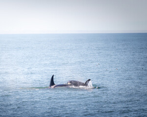 Orcas in Alaska © Gregory
