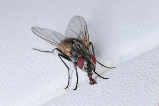 Stubenfliege, Musa domestica, saugt an der Tischauflage.