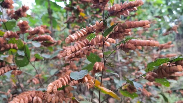 Detailed shot of wild hops or Flemingia strobilifera with overlapping brown bracts in tropical forest.