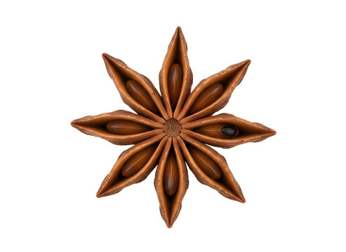 Sternanis