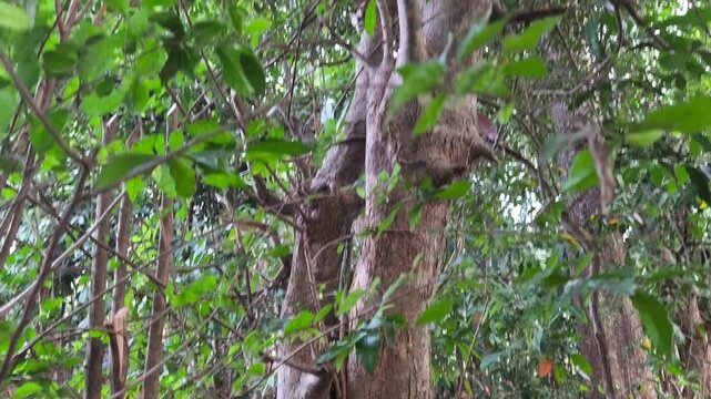 Serut tree (Streblus asper) with dense green foliage, branching stems, textured trunk, and lush natural canopy.