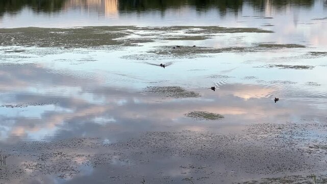 A flock of ducks swims among the reeds on the river on a warm summer evening. Clouds are reflected in the water