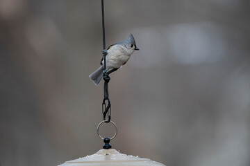 A Tufted Titmouse (Baeolophus bicolor) perched on a birdfeeder. © Vine.Photographic