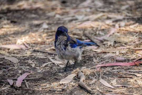 Fluffy juvenile island scrub jay with downy gray breast feathers facing forward among eucalyptus leaf litter on Santa Cruz Island, California