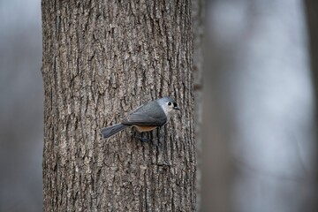 A Tufted Titmouse (Baeolophus bicolor) perched on a tree. © Vine.Photographic