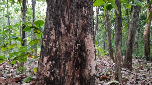 Vertical view of teak tree Tectona grandis, revealing textured trunk, spreading branches, and dense green foliage.