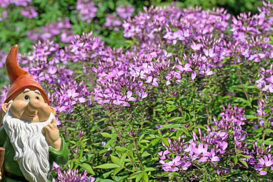 Spinnenblume,  Cleome spinosa, im Garten