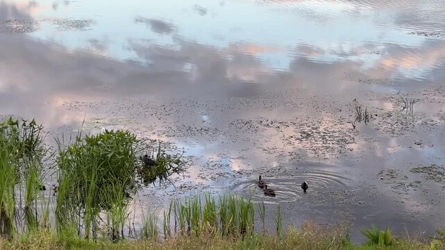 A flock of ducks swims among the reeds on the river on a warm summer evening. Clouds are reflected in the water