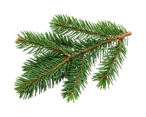 Naklejka premium PNG Fresh evergreen pine branch isolated on white background