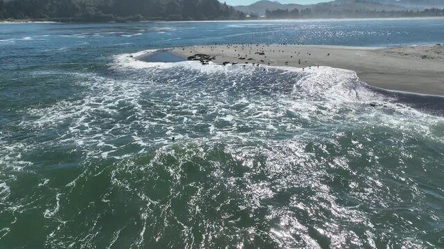 Aerial view of adult and juvenile harbor seals hauled out together on a sandy beach, basking in warm summer sunshine beside the gentle ocean surf.