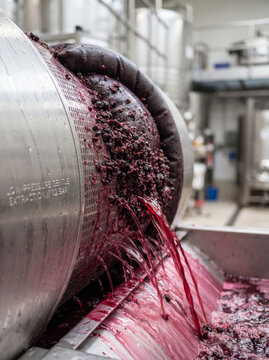 Industrial Membrane Wine Press Crushing Ripe Red Grapes In Winery
