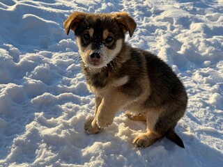 Obraz premium Stray puppy in the snow