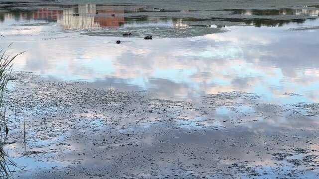 A flock of ducks swims among the reeds on the river on a warm summer evening. Clouds are reflected in the water