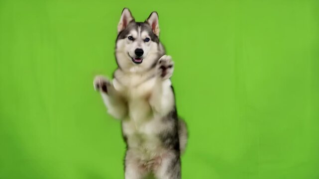 Husky Dog Standing Upright on Hind Legs with Green Screen