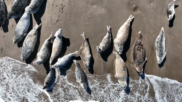 Aerial view of adult and juvenile harbor seals hauled out together on a sandy beach, basking in warm summer sunshine beside the gentle ocean surf.