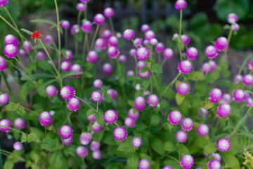 Obraz premium 丸く可愛いセンニチコウの花と緑のボケ背景