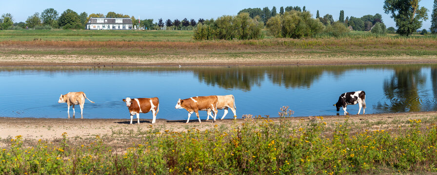 young frisian cows drinking water in de floodplains of the IJssel river in de Netherlands