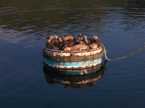 Aerial view of a group of sea lions resting on a floating circular buoy in the calm waters of Unalaska, Alaska, United States.